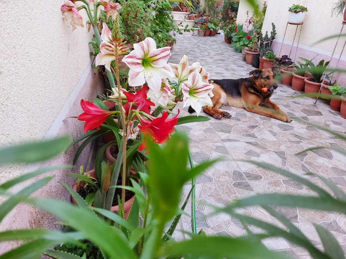Vila Kodra Tirana Buitenkant foto